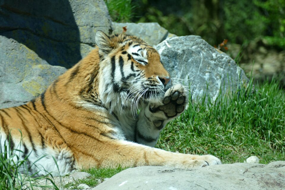 Big cat predator carnivores photo