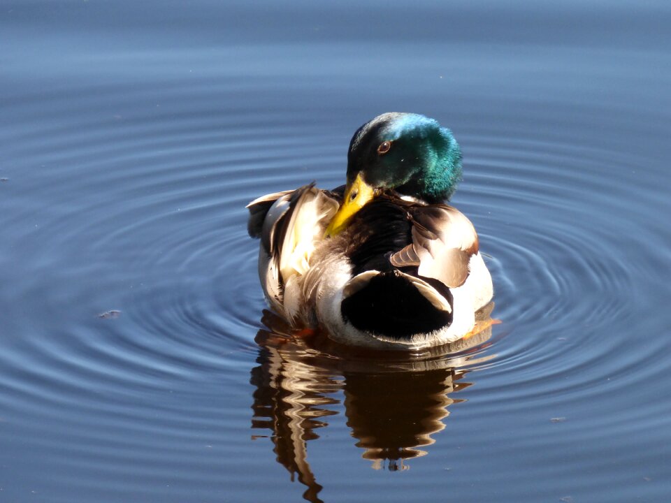Water ducks animals