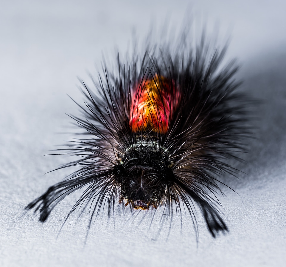 Hairy prickly close up