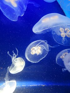 Living water deep sea ocean