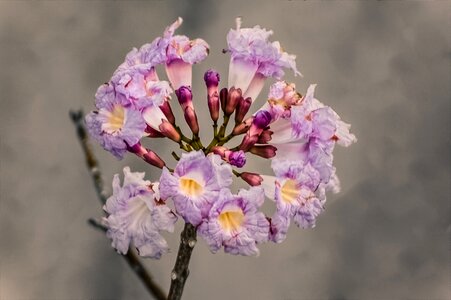 Delicate flower spring vase photo