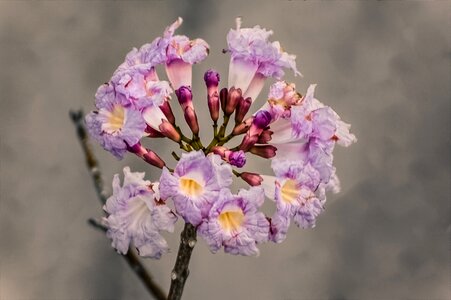 Delicate flower spring vase