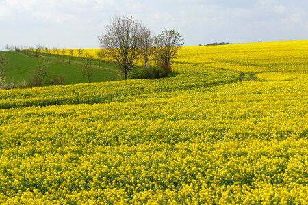 Agriculture rare plant crop