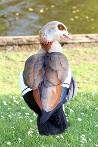Geese spring wildlife