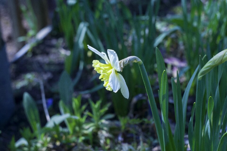 Garden plant ornamental plant