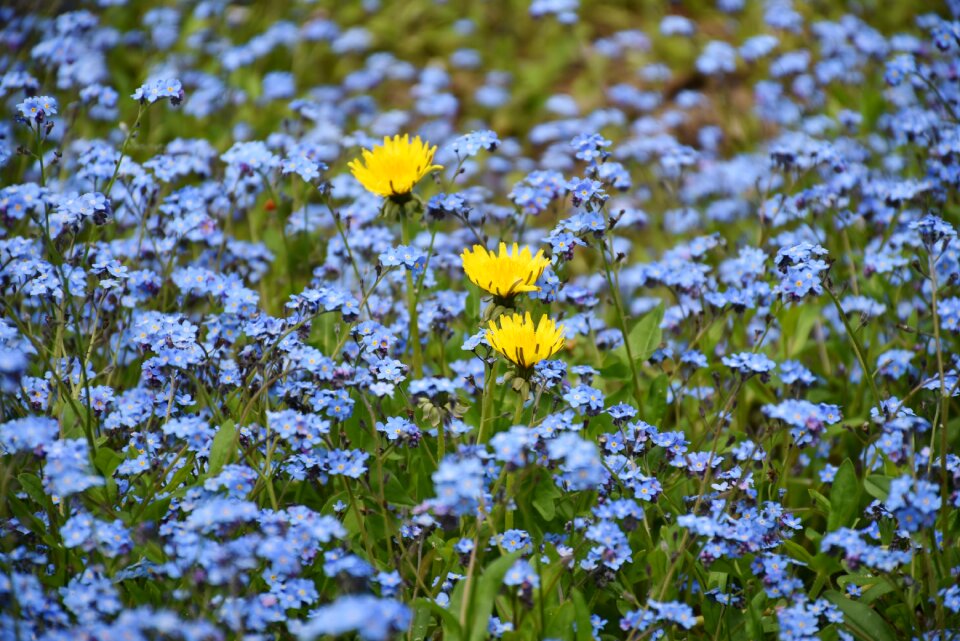 Wild flower blossom bloom