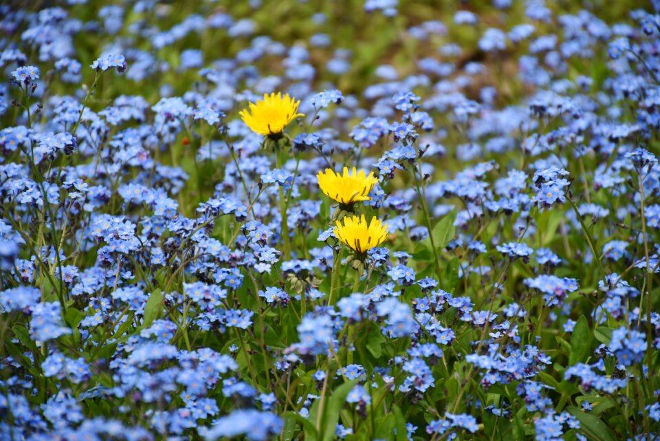 Wild flower blossom bloom photo