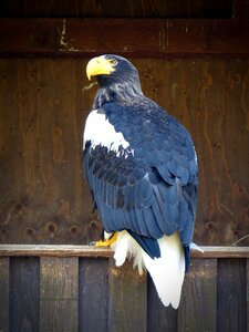 Bird of prey raptor nature