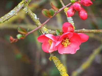 Flower fruit tree cherry photo