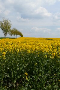 Agriculture rare plant crop