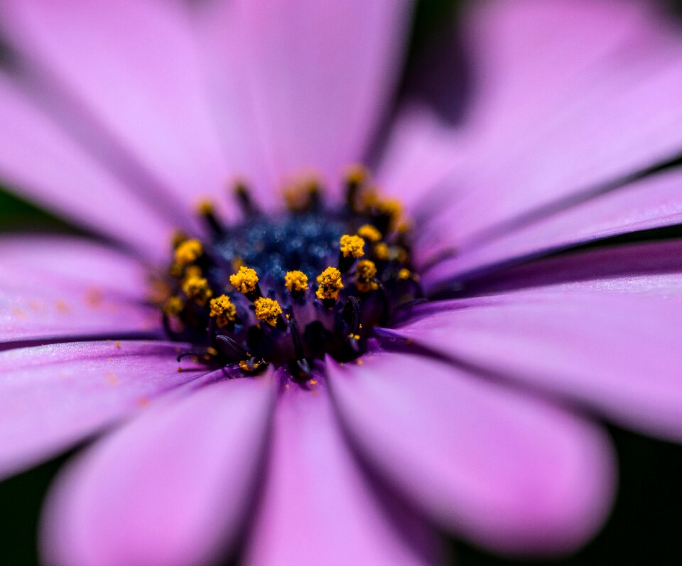 Daisy spring bloom