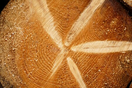 Structure wood grain photo