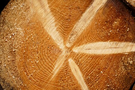 Structure wood grain