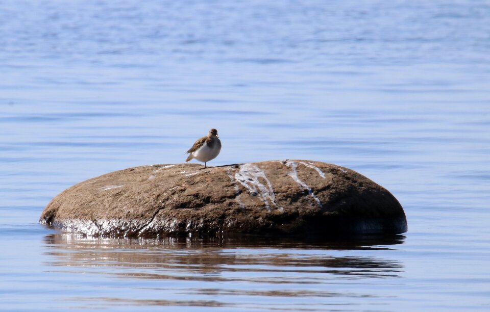 Common sandpiper actitis hypoleucos