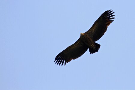 Fly sky nature