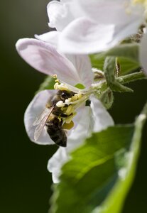 White honey bee bee