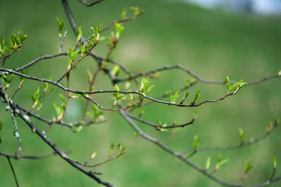 Green leaves garden spring