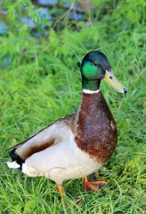 Nature meadow water bird