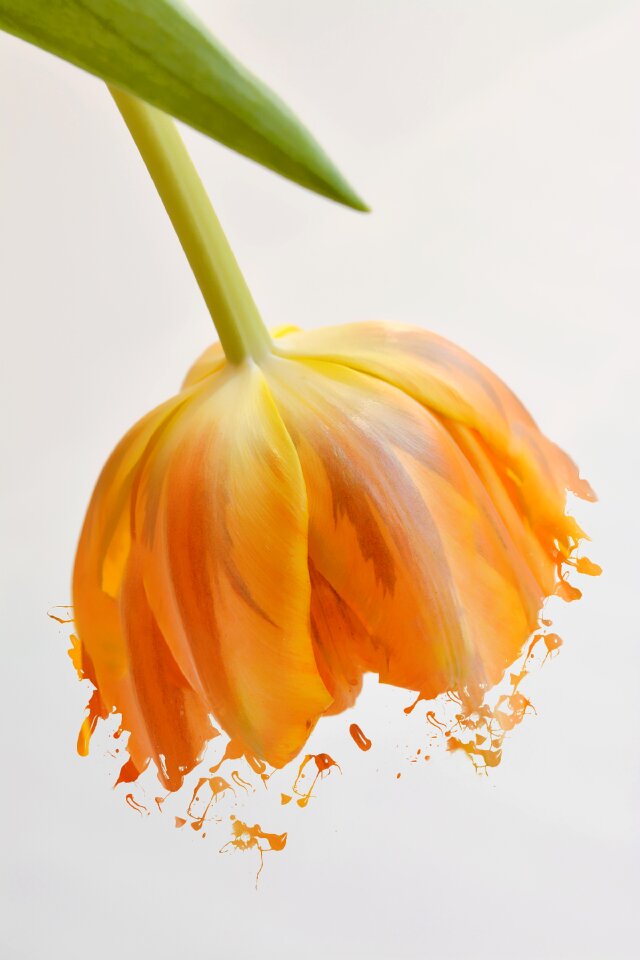 Orange tulip blossom bloom