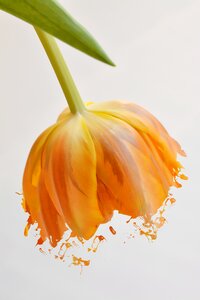 Orange tulip blossom bloom