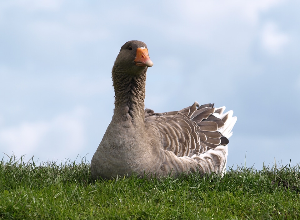 Bird nature domestic goose