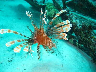 Lejonfish red lionfish Free photos