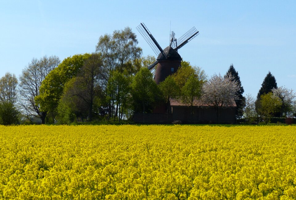 Yellow field nature