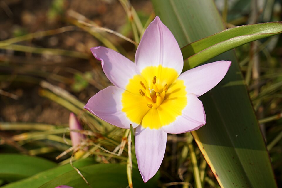 Nature plant petals