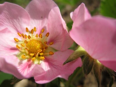 Strawberry pistil bee pollen photo