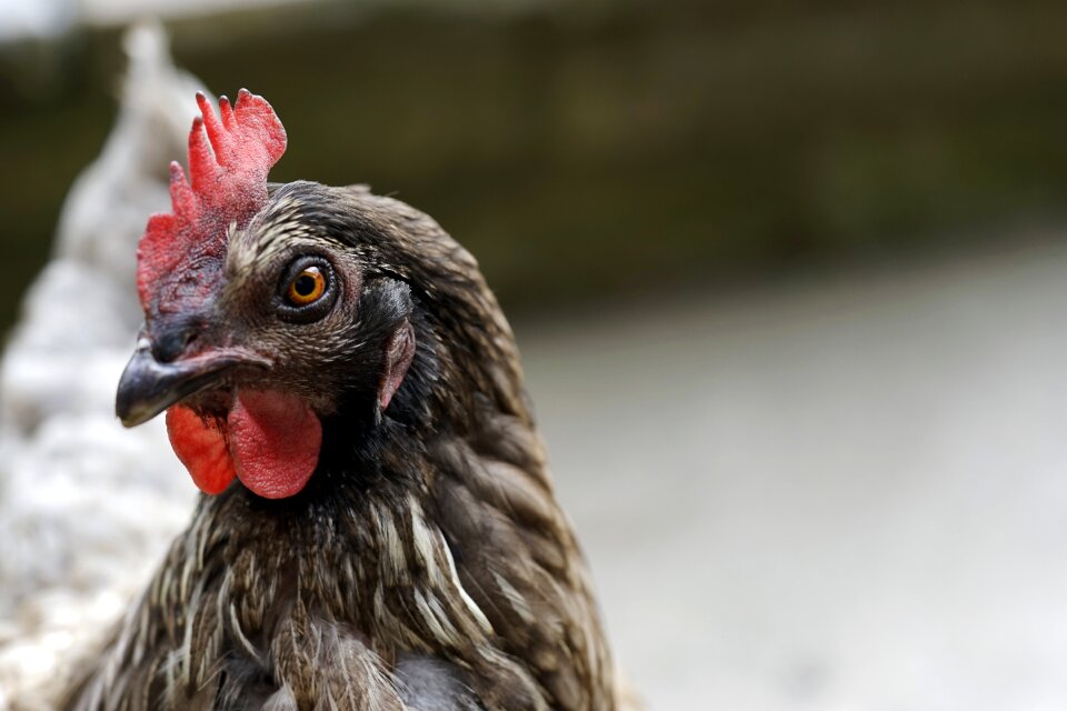 Hen poultry animal