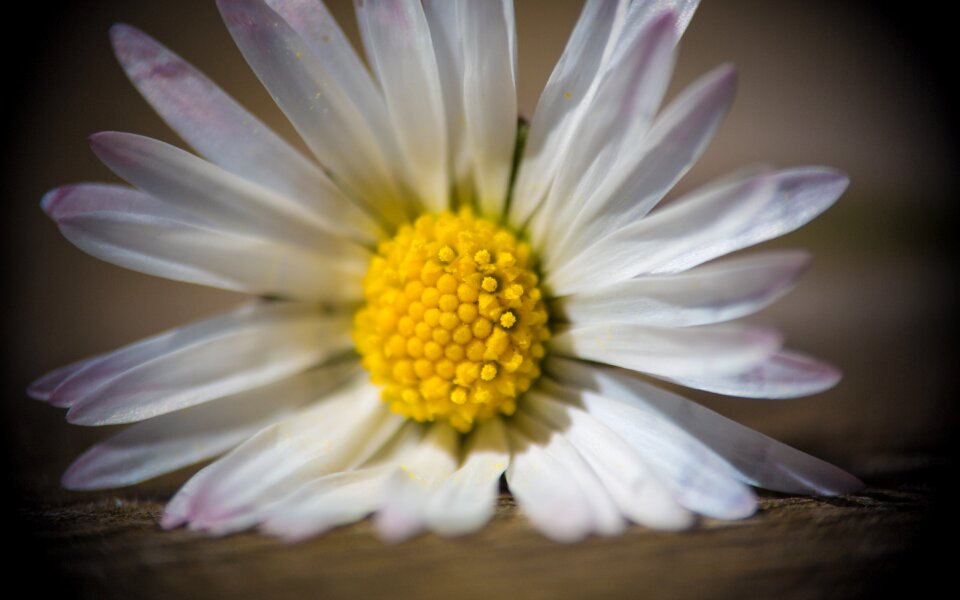 Pick flowers wood table