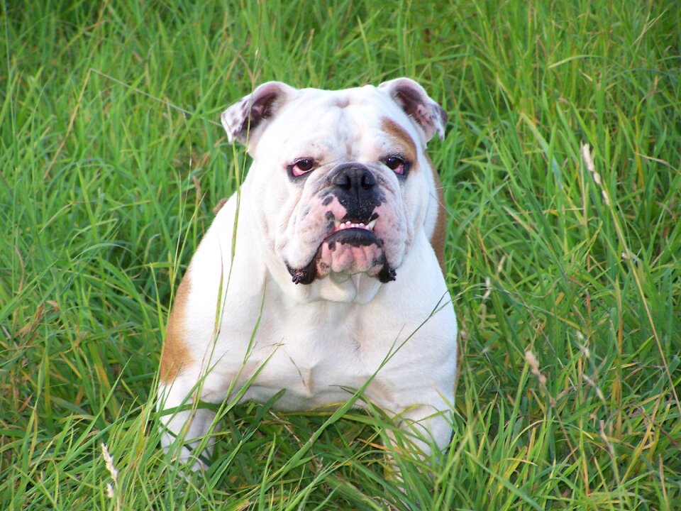 Companion animal mutt
