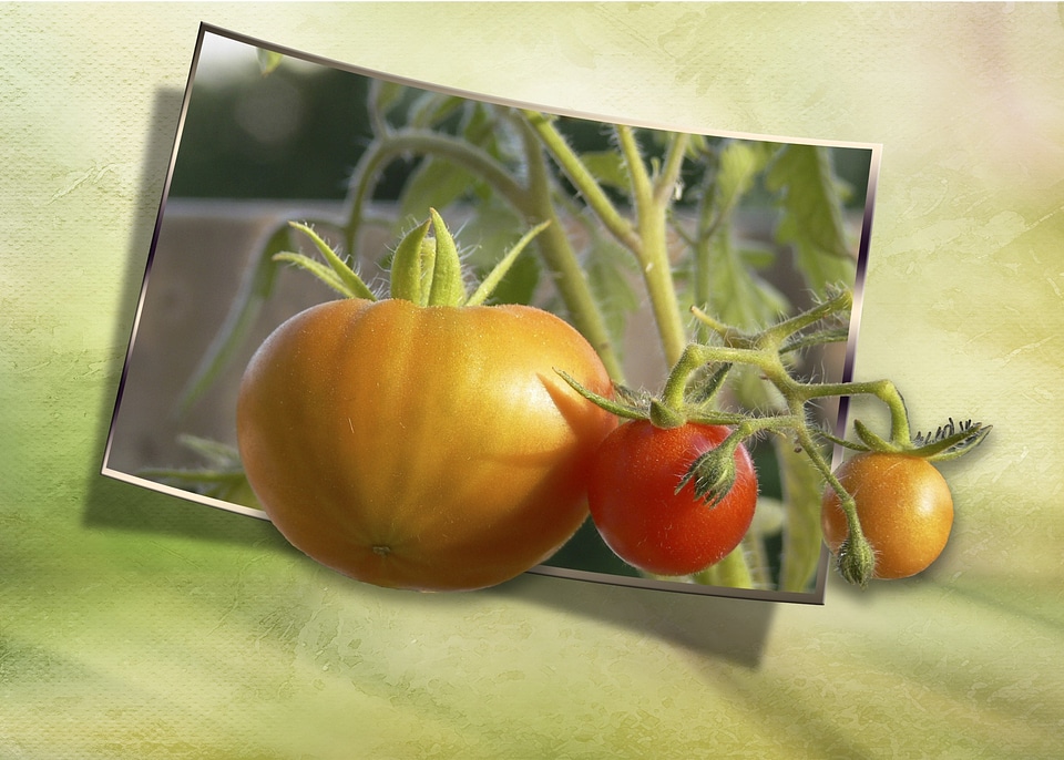Vegetables veggie out of bound