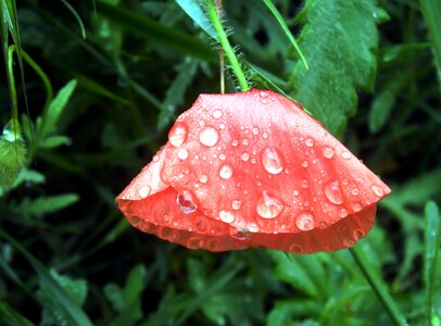 Flower brightly colored red