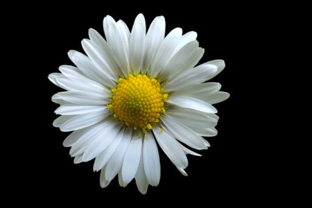 White spring lawn flower