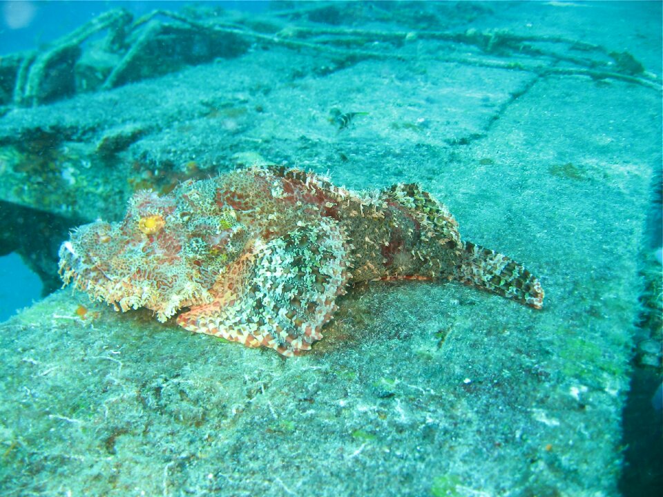 Stenfisk borneo dive