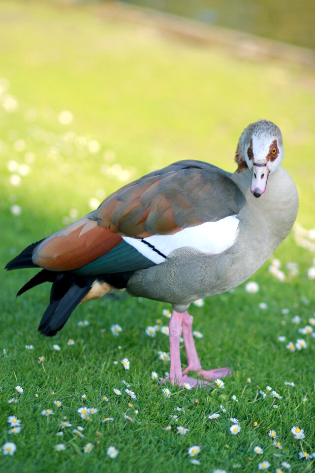 Geese spring wildlife