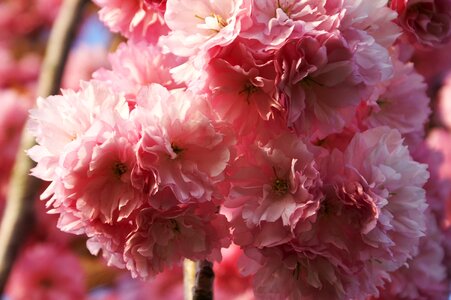 Flowers nature fruit tree