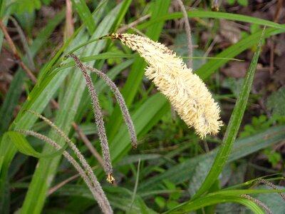 Nature environment growth