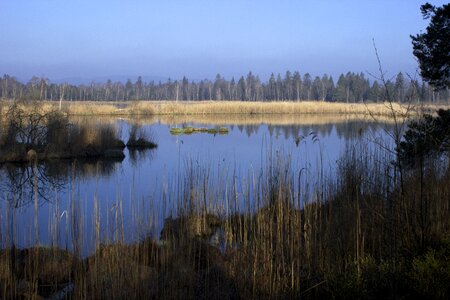 Moorland marsh wetland photo