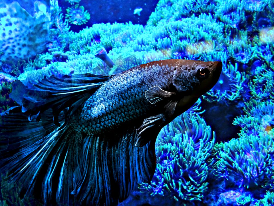 Swim abstract colorful
