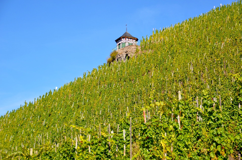 Slope vines grapes