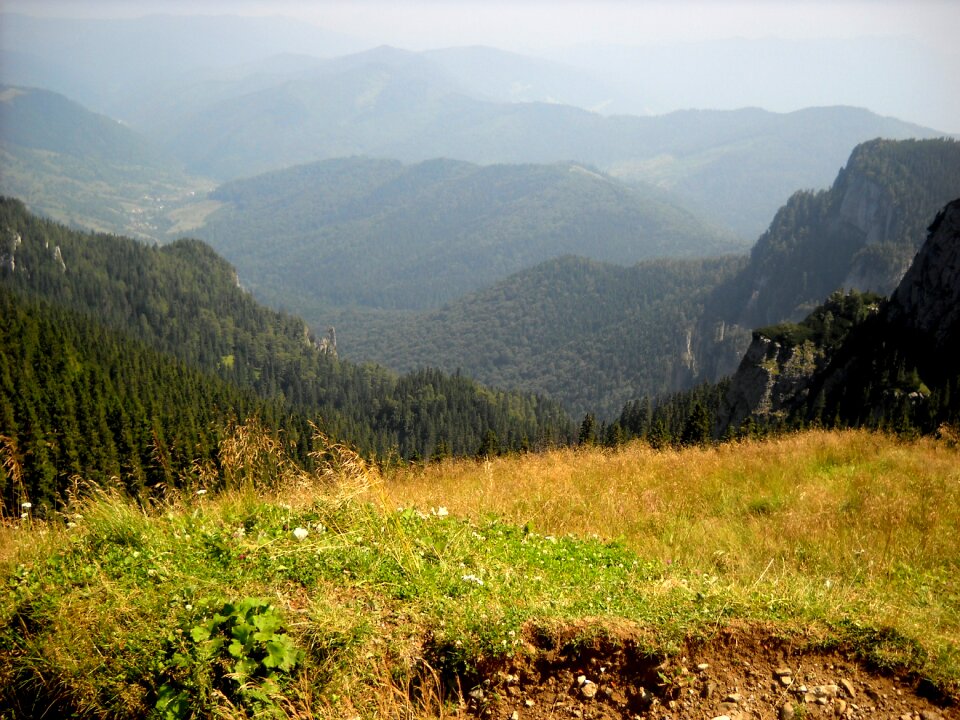 Nature landscape pine