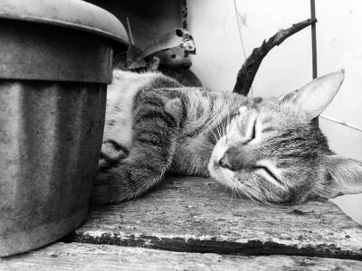 Kitten kitty grey