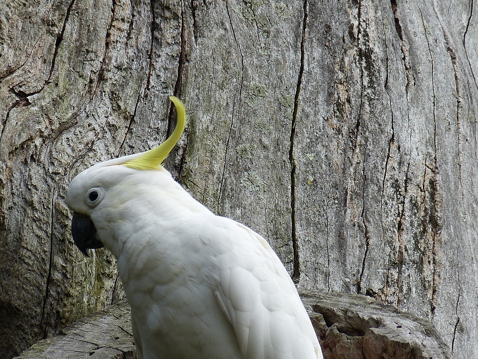 Plumage feather head