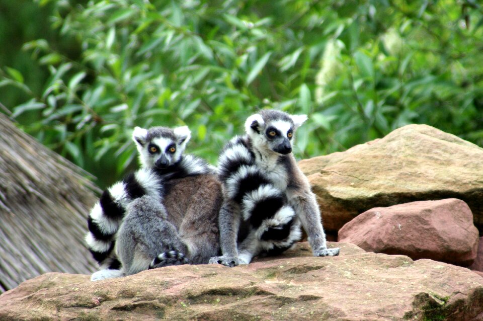 Madagascar wild mulhouse