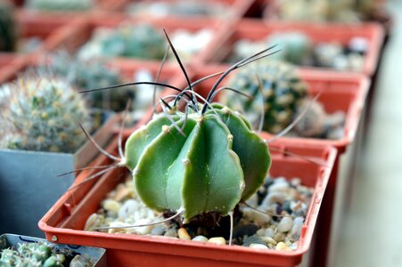 Astrophytum senile plant scratchy