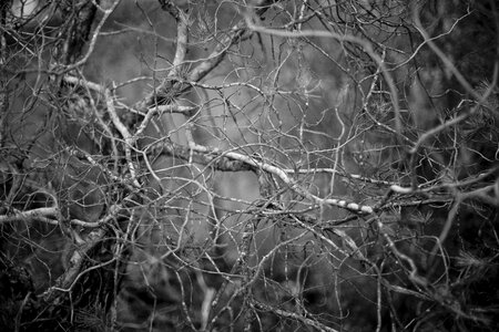 Shrub autumn background