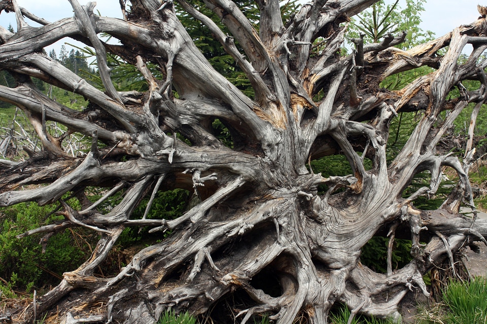 Black forest overturned wind