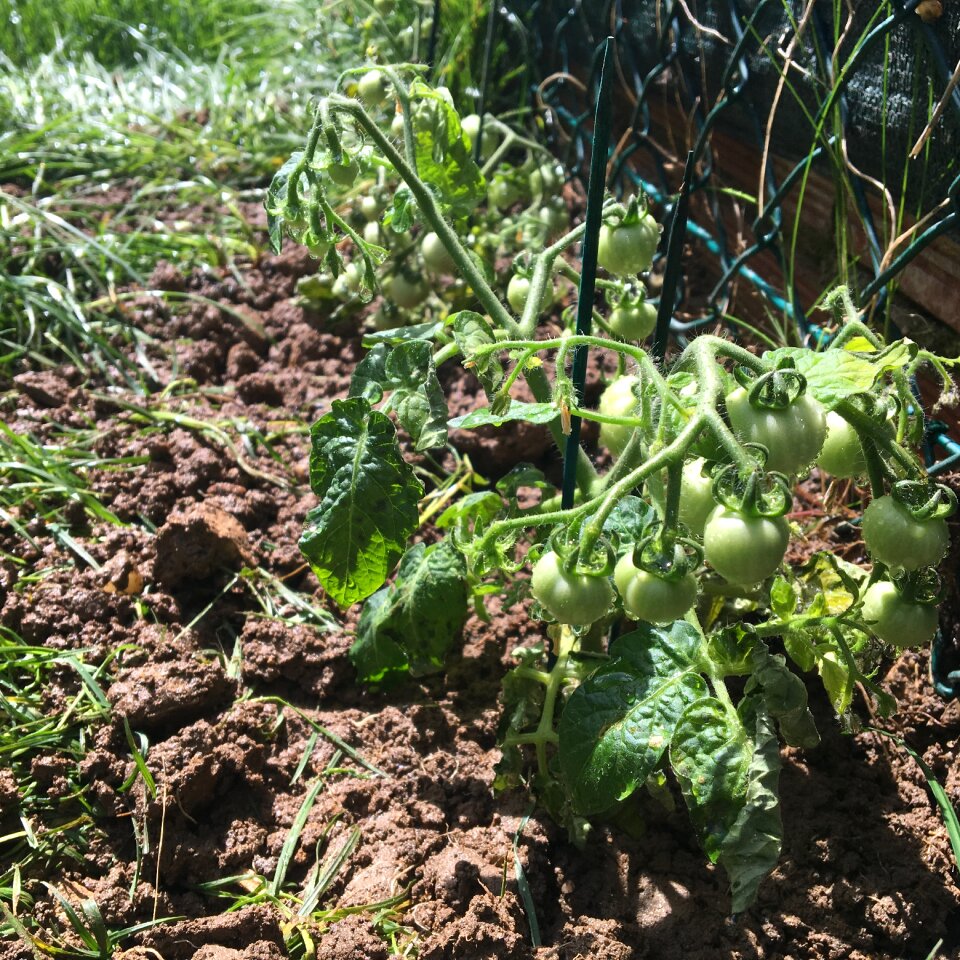 Vegetable ecological organic